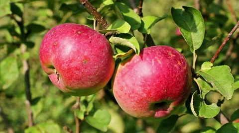 Ripe apples on a branch Stock Footage 28434968