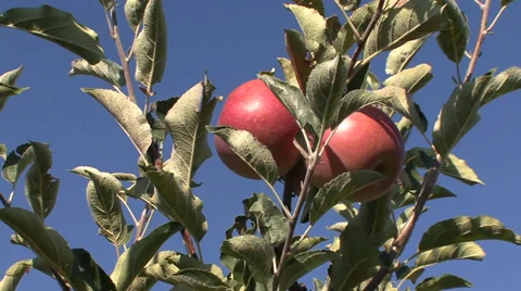 Ripe apples on a branch Stock Footage 35710810