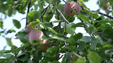 Ripe apples on a branch Stock Footage 54265945