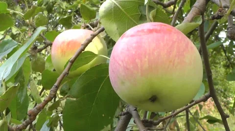 Ripe apples on a branch Stock Footage 54267152