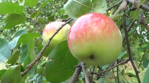 Ripe apples on a branch Stock Footage 54267174