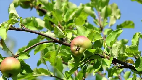 Ripe apples on a branch Stock Footage 69100356