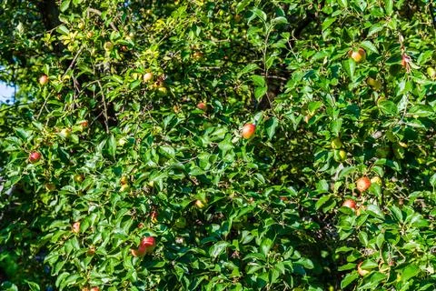 Ripe apples on branches of the apple tree 스톡 사진