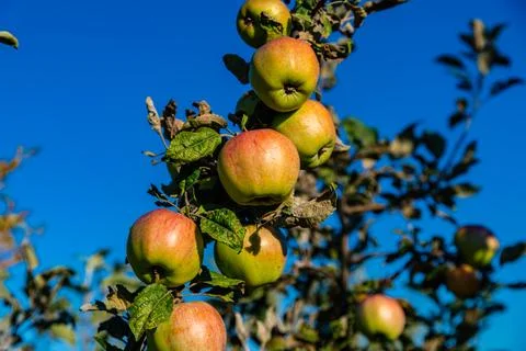 Ripe apples on branches of the apple tree Fotos Stock