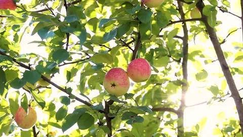 Ripe apples on branches 스톡 동영상 296576522