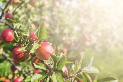 Ripe apples on branches. Stock Photos