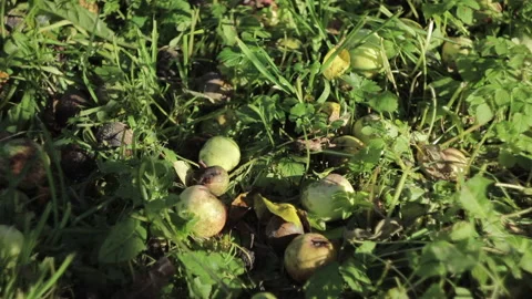 Ripe Apples, Fallen From The Apple Tree, Falling Apple Stock Footage 165222120