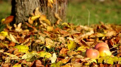 Ripe apples fallen from the tree Stock Footage 57300417
