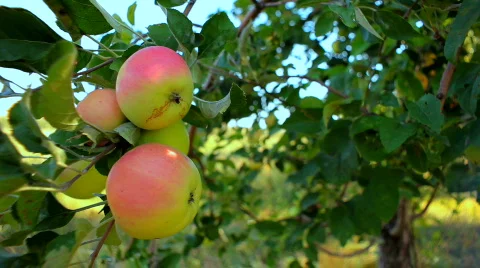 Ripe apples Stock Footage 860645