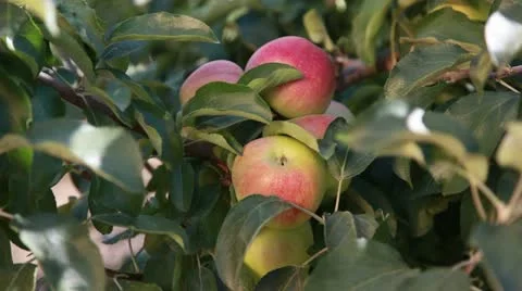 Ripe apples Stock Footage