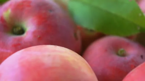Ripe apples 動画素材 11799566