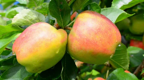 Ripe Apples Stock Footage 29664452