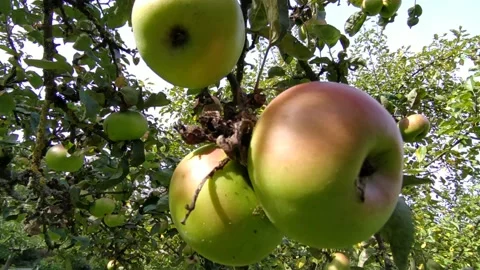 Ripe apples Stock Footage 213946650