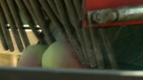 Ripe apples in the garden Video stock 61439477