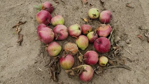 Ripe apples on the ground, close-up 4k Video stock 306164967