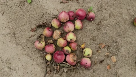 Ripe apples on the ground, close-up 4k 库存影片 306165012