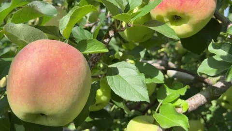Ripe apples growing on fruit tree on sunny autumn day Stock Footage 274920247