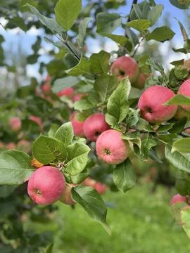Ripe Apples Growing on Tree in Apple Orchard Stock Photos