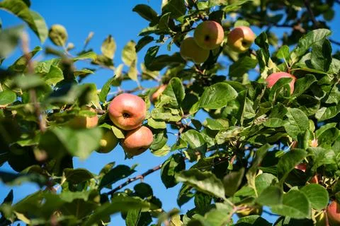 Ripe Apples Growing On Tree Branches Against Blue Sky Stock Photos