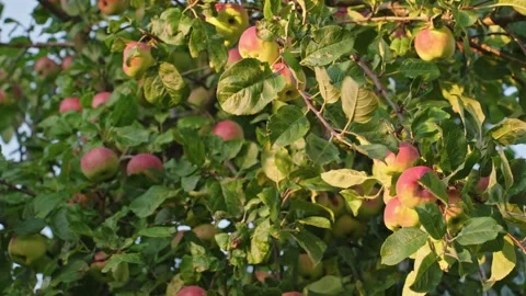 Ripe Apples Growing On Tree In Warm Sunset Light Stock Footage 345274738