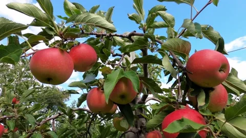 Ripe apples hang from the top of the tree Stock Footage 170833354