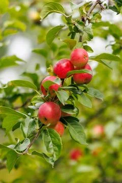 Ripe apples hang from tree branches Stock Photos