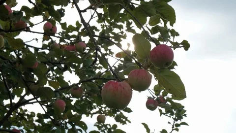 Ripe apples hang on a tree in the sun. Appletree Stock Footage 114570135