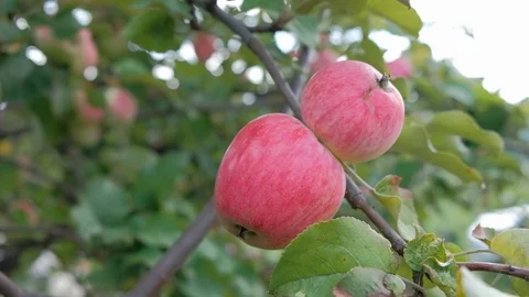 Ripe apples hang on a tree in the sun. Appletree Stock Footage 114570253