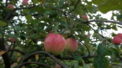 Ripe apples hang on a tree in the sun. Appletree Stock Footage 114570448