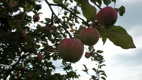 Ripe apples hang on a tree in the sun. Appletree Stock Footage 114570924