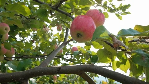 Ripe apples hang on a tree in the sun. Appletree Stock Footage 114571765