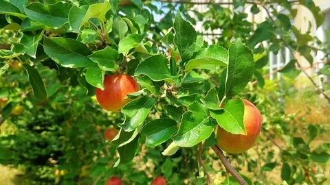 Ripe Apples Hanging on a Tree Branch in an Orchard Stock Footage 342012259