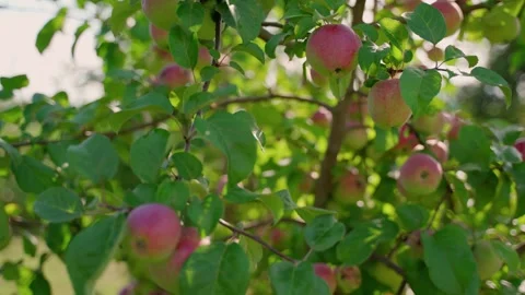 Ripe apples hanging on tree branches outdoors. Good harvest in the garden Stock Footage 158873727