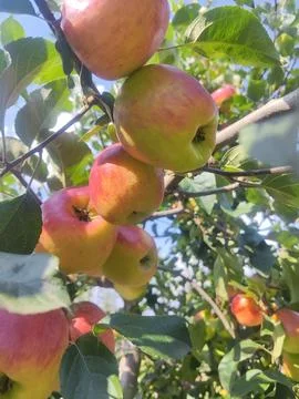 Ripe Apples Hanging on Tree Branches in an Orchard Stock Photos