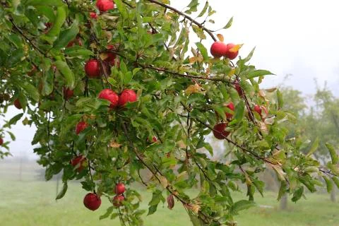 Ripe apples hanging on the tree Stock Photos