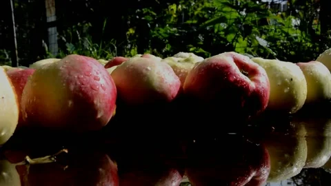 Ripe apples lie on a iron sheet after rain 動画素材 231263997