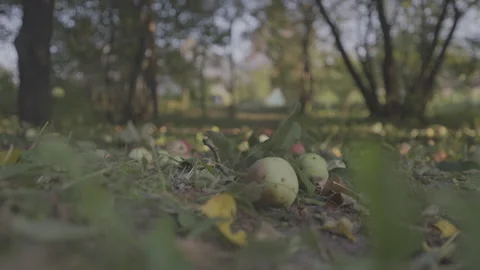 Ripe apples lying on ground covered with dry leaves Stock Footage 304646161