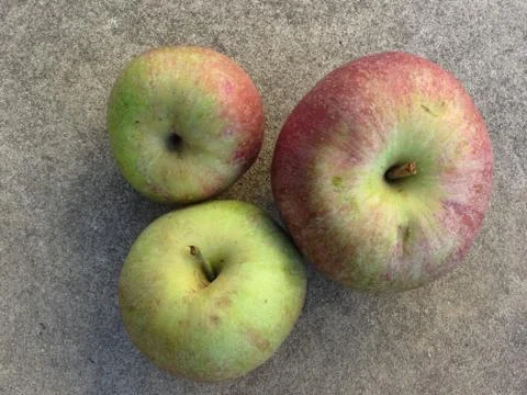 Ripe apples Stock Photos