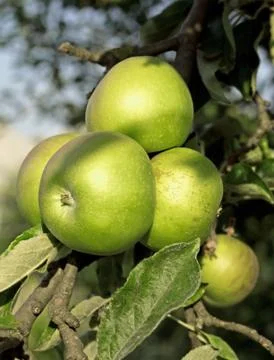 Ripe apples Stock Photos