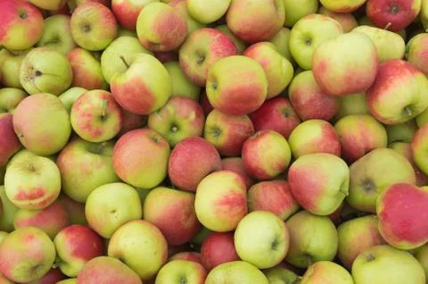 Ripe apples Stock Photos