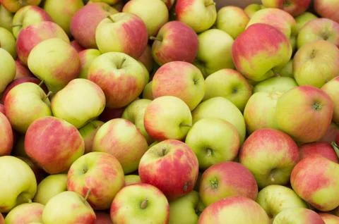 Ripe apples Stock Photos