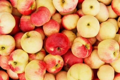 Ripe apples Stock Photos