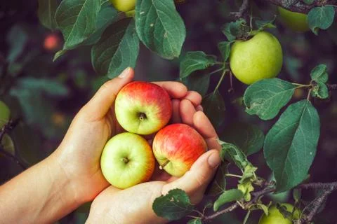 Ripe apples Stock Photos