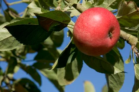 Ripe apples Stock Photos