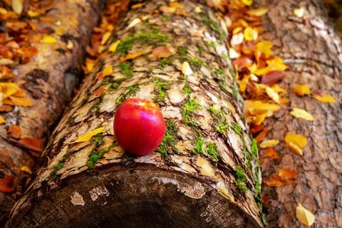 Ripe apples Foto stock
