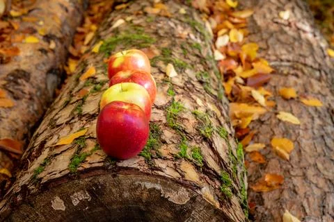 Ripe apples Stock Photos