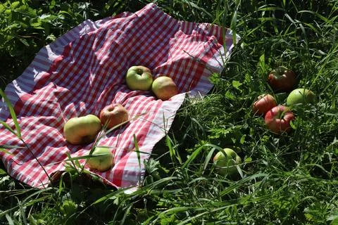 Ripe apples Stock Photos