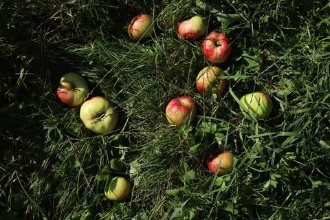 Ripe apples Stock Photos