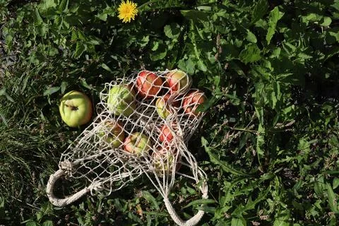 Ripe apples Stock Photos