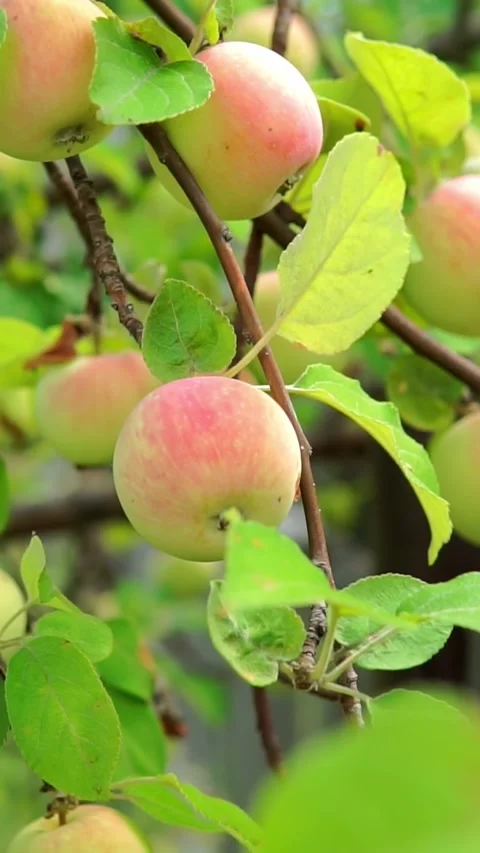Ripe apples with pink blush hang among bright green leaves on sunlit tree, Stock Footage 346639945